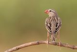 Red-billed Quelea - Roodbekwever - Travailleur  bec rouge (m)