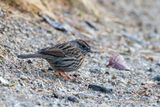 Rufous-breasted Accentor - Gestreepte Heggenmus - Accenteur  poitrine rousse