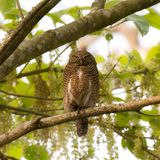 Asian Barred Owlet - Koekoeksdwerguil - Chevchette cuculode