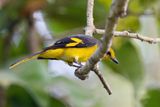 Scarlet Minivet - Scharlaken Menievogel - Minivet carlate (f)
