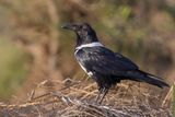 Pied Crow - Schildraaf - Corbeau pie