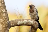 Western Plantain-eater - Grijze Bananeneter - Touraco gris