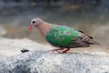 Common Emerald Dove - Smaragdduif - Colombine turvert