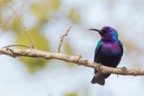 Splendid Sunbird - Roodbuikhoningzuiger - Souimanga clatant (m)