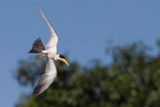 Large-billed Tern - Grootsnavelstern - Grootsnavelstern