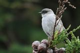 Dark-faced Ground Tyrant - Maskergrondtiran - Dormilon bistr