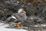Falkland Steamer Duck - Falklandbooteend - Brassemer des Malouines