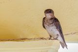 Grey-breasted Martin - Grijsborstpurperzwaluw - Hirondelle chalybe