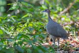 Great Tinamou - Grote Tinamoe - Grand Tinamou