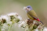 Yellow-bellied Waxbill - Geelbuikastrild - Astrild  ventre jaune