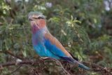 Lilac-breasted Roller - Vorkstaartscharrelaar - Rollier  longs brins