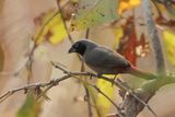 Black-faced Firefinch - Larvenamarant - Amarante masqu