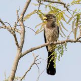 Western Grey Plantain-eater - Grijze Bananeneter - Touraco gris