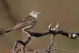 Ashy Cisticola - Grijze Graszanger - Cisticole cendre