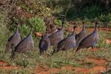 Vulturine Guineafowl - Gierparelhoen - Pintade vulturine