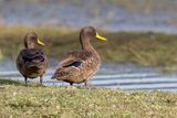 Yellow-billed Duck - Geelsnaveleend - Canard  bec jaune