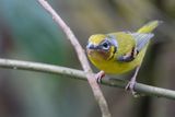 Black-eared Shrike-Babbler - Zwartoorbriltimalia - Allotrie  gorge marron (f)