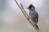 Black Bulbul - Himalayaanse Zwarte Buulbuul - Bulbul noir