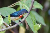 Fire-breasted Flowerpecker - Indische Honingvogel - Dice  gorge feu