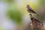 Dark-sided Flycatcher - Roetvliegenvanger - Gobemouche de Sibrie
