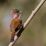 Hoary-Throated Barwing - Nepalese Streepvleugel - Actinodure du Npal