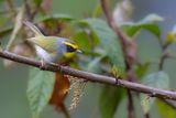 Black-faced Warbler - Zwartmaskerboszanger - Bouscarle  face noire