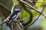 Little Pied Flycatcher - Ekstervliegenvanger - Gobemouche pie (m)