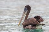 Peruvian Pelican - Chilipelikaan - Plican thage