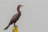 Neotropic Cormorant - Bigua Aalscholver - Cormoran vigua