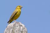 Greenish Yellow Finch - Groengele Saffraangors - Sicale olivtre