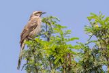 Long-tailed Mockingbird - Langstaartspotlijster - Moqueur  longue queue