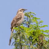 Long-tailed Mockingbird - Langstaartspotlijster - Moqueur  longue queue