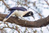 White-tailed Jay - Witstaartgaai - Geai  moustaches