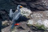 Red-legged Cormorant - Roodpootaalscholver - Cormoran de Gaimard