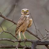 Burrowing Owl - Holenuil - Chevche des terriers