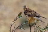 Variable Hawk - Roodrugbuizerd - Buse tricolore