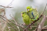Pacific Parrotlet - Blauwe Muspapegaai - Toui cleste