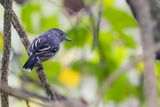 Northern Slaty Antshrike - Gevlekte Mierklauwier - Batara tachet