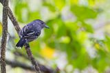 Northern Slaty Antshrike - Gevlekte Mierklauwier - Batara tachet