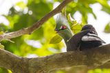 Guinea Turaco - Groene Toerako - Touraco vert