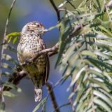 White-wedged Piculet - Witschubdwergspecht - Picumne noir et blanc