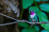 White-bellied Woodstar - Witbuikboself - Colibri de Mulsant (m)