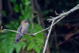 Green-fronted Lancebill - Groenvoorhoofdlancetkolibrie - Porte-lance de Louise (f)