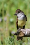 Dusky-capped Flycatcher - Monnikskaptiran - Tyran olivtre