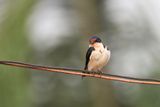 Ethiopian Swallow - Ethiopische Zwaluw - Hirondelle dthiopie