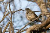 Streaked saltator - Gestreepte Saltator - Saltator stri
