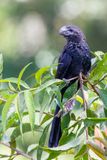 Smooth-billed Ani - Kleine Ani - Ani  bec lisse