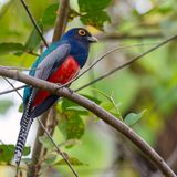 Blue-crowned Trogon - Blauwkruintrogon - Trogon couroucou