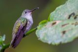 White-bellied Hummingbird - Sneeuwbuikamazilia - Ariane  ventre blanc