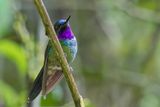Purple-throated Sunangel - Violetkeelzonnekolibrie - Hliange violette